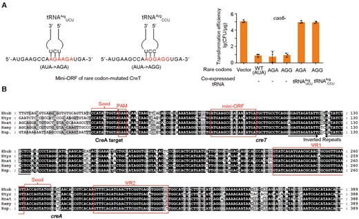Engineering H. hubeiense CreT to sequester rare arginine tRNAs. (A) Toxicity of CreT mutants sequestering rare arginine tRNAs and their suppression by over-expressing the corresponding tRNA. Error bars, mean ± s.d. (n = 3). Scattered dots indicate individual values. (B) Four closely-related homologs of H. hubeiense (Hhub) creTA overusing rare isoleucine (AUA) or arginine (AGA) codons. Htyr, Halobonum tyrrellensis G22; Hnat, Haloplanus natans DSM 17983; Hamy, Halorubrum amylolyticum strain ZC67; Hsp., Halorubrum sp. Atlit-26R.