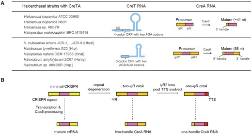 Summary of the two groups of haloarchaeal CreTA modules that sequester the rare arginine (AGA) or isoleucine (AUA) tRNA (A) and the origination of two-ΨR and one-ΨR creA genes from minimal CRISPRs (B). The creTA loci in 8 H. hubeiense strains (JI20-1 to JI20-8) are identical in sequence (see Figure 6B). SD, Shine-Dalgarno sequence. TTS, transcription termination site.