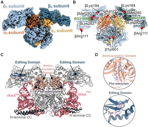 Overview of the PheRS βG318W structure. (A) The 3.6 Å map of the oxidized S. Typhimurium editing-deficient PheRS βG318W tetramer. PheRS is composed of two α-subunits (orange and yellow) and two β-subunits (light blue and dark blue). (B) Oxidized PheRS βG318W (green) with oxidized residues, as determined previously (25), shown as red spheres. (C) T. thermophilus PheRS (grey) containing Phe-adenylate (purple, surface) and tRNAPhe (pink) (PDB code 2IY5). The N-terminal coiled-coil extensions (N-terminal CC (dark grey); residues 1–88) in the α-subunits are resolved when bound to tRNA. (D) Aminoacylation (peach) and editing domains (dark blue) are shown with respective ligands, Phe-adenylate and Tyr, bound (purple, PDB code 2AMC).