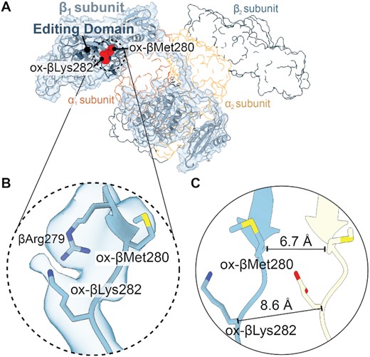 PheRS βMet280 and βLys282 residues located outside the editing domain move substantially upon oxidation. (A) Overview of the β1 subunit map and model (light blue) with the editing domain (dark blue) and oxidized residues (red spheres). The other PheRS subunits are shown as outlines. (B) Map and model of ox-βMet280 and ox-βLys282 located in the editing domain. (C) Comparison of ox-βMet280 and ox-βLys282 (corresponding residue in P. aeruginosa is Glu281) with P. aeruginosa apo-PheRS (yellow, PDB code 4P73) revealing significant movements of ∼6.7 and ∼8.6 Å, respectively.