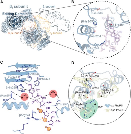 Localized active site conformational changes of the PheRS editing domain. (A) Oxidized S. Typhimurium editing-deficient PheRS βG318W β1-subunit with corresponding map (light blue) and active site residues in the editing domain shown as spheres (dark blue). The other PheRS subunits are shown in outline. (B) Closeup of editing site residues with Tyr-tRNAPhe docked into the editing site (PDB code 3HFZ, purple). (C) Overview of the editing site residues (blue) and interactions with a Tyr-tRNAPhe CCA end (purple), and the two catalytic waters that carry out the reaction. (D) Residues of the editing domain of the oxidized S. Typhimurium PheRS compared to the P. aeruginosa apo-PheRS (yellow, PDB code 4P73) undergo a significant shift, particularly βArg244 which is shifted ∼7.2 Å and flipped ∼180° inwards towards the editing site (green circle).