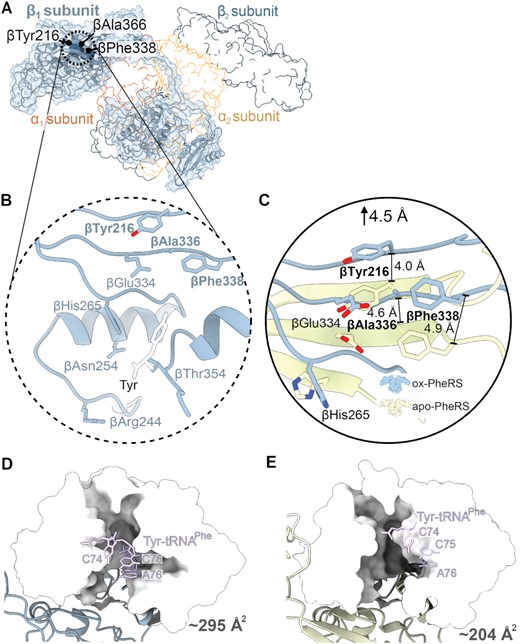 Oxidization of PheRS βG318W opens the editing domain leading to hyperaccuracy. (A) Structure of oxidized S. Typhimurium PheRS βG318W β1-subunit with corresponding map density (blue) and catalytic residues that are implicated in editing activity shown as dark blue spheres, with other subunits shown in outline. (B) Closeup of the catalytic region with Tyr overlaid from a T. thermophilus PheRS-Tyr structure (white, PDB code 3HFZ). (C) The catalytic residues βTyr216, βAla336, and βPhe388 of the oxidized S. Typhimurium PheRS undergo a shift averaging ∼4.5 Å away from the editing domain compared to the P. aeruginosa apo-PheRS (PDB code 4P73, yellow). (D) Editing domain of oxidized PheRS βG318W shown as surface (white) with Tyr-tRNAPhe docked in site (PDB code 3HFZ, purple). (E) Editing site residues of apo-PheRS shown as surface (white) with Tyr-tRNAPhe docked into the editing site (PDB code 3HFZ, purple).
