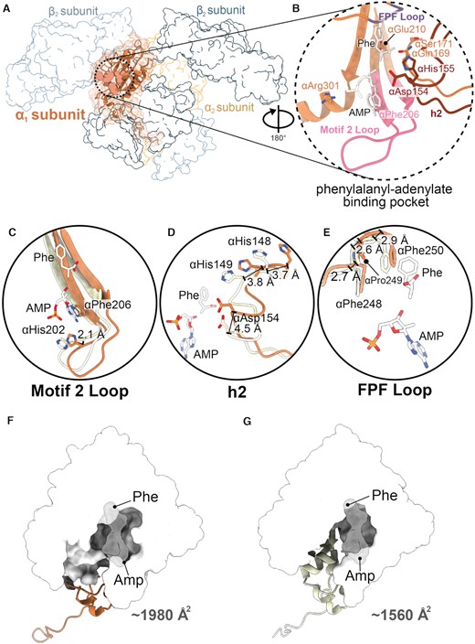 Conformational changes of the aminoacylation domain. (A) Structure of oxidized S. Typhimurium PheRS βG318W α1-subunit and map (orange). Aminoacylation active site residues shown as spheres, with other subunits shown in outline. (B) Active site residues in the phenylalanyl-adenylate binding pocket (orange) with modeled AMP and Phe (PDB code 3PCO, white). The motif 2 loop (pink), helix 2 loop (h2, dark red), and FPF loop (purple) are shown. (C) The motif 2 loop shifts outwards by ∼2.1 Å from P. aeruginosa apo-PheRS (PDB code 4P73, yellow). (D) The h2 of oxidized PheRS has conformational rearrangements, 3.7 Å and 3.8 Å at αHis148 and αHis149, respectively, and 4.5 Å at αAsp154, away from the phenylalanyl-adenylate binding pocket compared to apo-PheRS (PDB code 4P73, yellow). (E) The FPF loop contains minor conformational changes, with 2.7, 2.6 and 2.9 Å shifts of the αPhe248, αPro249 and αPhe250, respectively, away from the phenylalanyl-adenylate binding pocket compared to apo-PheRS (PDB code 4P73, yellow) (F) Enlargement of the aminoacylation domain shown with surface (white) of oxidized PheRS βG318W, with AMP and Phe groups docked in and shown with surfaces (PDB code 3PCO, grey). (G) Enlargement of the aminoacylation domain shown as surface (white) of the apo-PaPheRS (PDB code 4P73, yellow), with AMP and Phe groups docked in shown as surfaces (PDB code 3PCO, grey).
