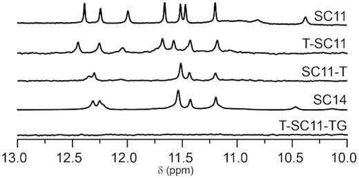 Imino regions of 1D 1H NMR spectra of SC11 and its extended sequences.