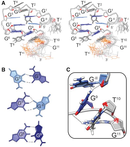 (A) Stereo-view of superposition of the 10 lowest-energy solution structures of SC14 PGH (PDB ID: 6R8E). (B) Arrangements of the G5:G1, G7:G−II and G6:G9 base pairs in the lowest-energy solution-state NMR structure. The hydrogen bonds are marked with dashed lines. (C) A junction between the pseudocircular element and the single stranded 3′-end protrusion in the SC14 PGH structure. The junction is stabilized by stacking of G9 and T10 and by hydrogen bonds between the N3 and O5′ atoms of G−II and the amino proton of G9. The guanines in anti and syn glycosidic conformations are shown in dark and light blue, respectively. The loop residues and residues G11 and T+I, which form the flexible 3′-tail are colored grey. O4′ atoms are colored red.