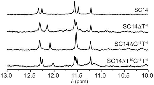 Imino regions of 1D 1H NMR spectra of SC14 and its truncated variants, namely ΔT+I, ΔG11T+I and ΔT10G11T+I.