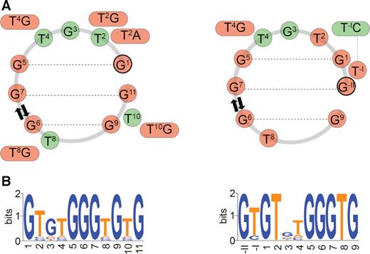 Schematic representation of the sequence requirements for form I (left) and form II (right) PGH formation in relation to their position in the PGH structure (A). Residues labeled with red and green circles correspond to the nucleotides critical and non-critical to PGH formation, respectively. (B) Sequence logos of minimal sequences capable to fold into form I (left) and form II (right) PGHs. For details on sequential logos determination, see Materials and Methods.