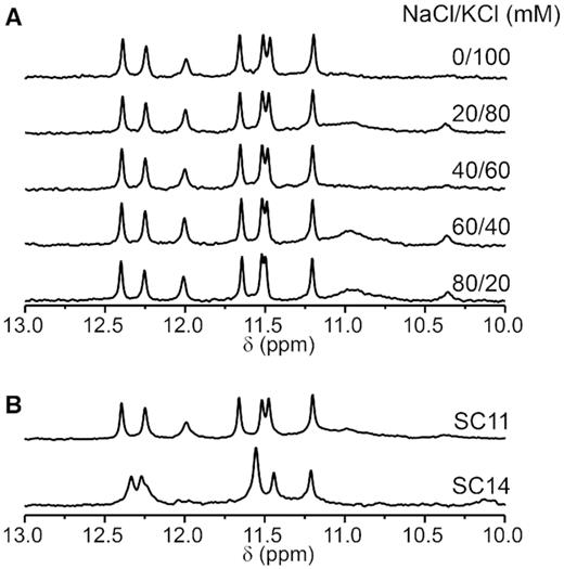 (A) Imino regions of 1D 1H NMR spectra of SC11 acquired at 10°C. Samples were folded in the presence of different ratios (indicated) of NaCl and KCl. (B) Imino regions of 1D 1H NMR spectra of SC11 (top) and SC14 (bottom) acquired at 10°C in a buffer emulating the ion composition of the intracellular space (25 mM KPOi, pH 7, 110 mM KCl, 40 mM NaCl, 1 mM MgCl2 and 130 nM CaCl2).