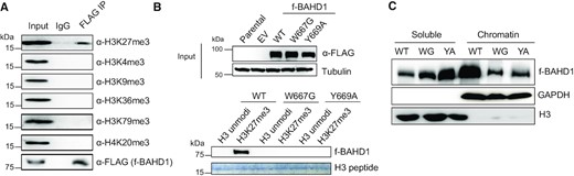 H3K27me3 binding by the BAHD1 BAH module (BAHD1BAH) contributes significantly to overall chromatin association of BAHD1. (A) Co-IP between FLAG-tagged BAHD1 (f-BAHD1) and the indicated histone trimethylation in HEK293 cells. (B) Top: anti-FLAG immunoblotting using total cell extracts of HEK293 cells, either parental or those with stable expression of empty vector (EV) or f-BAHD1, WT or BAH-mutated (W667G or Y669A). Bottom: Pulldown using the biotinylated histone H3 peptide, either unmodified or harboring H3K27me3, and total cell extracts that contain WT or BAH-mutated f-BAHD1, followed by anti-FLAG immunoblot. (C) Immunoblotting for f-BAHD1 using the chromatin-bound (right) and soluble (left) fractions prepared from the HEK293 cells expressing either WT or BAH-mutated (W667G (WG) or Y669A (YA)) f-BAHD1. GAPDH and H3 served as the control of cell fractionation.