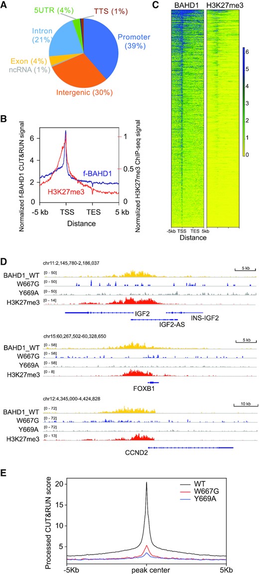 BAHD1BAH-mediated H3K27me3 engagement is required for the BAHD1 recruitment to Polycomb target genes. (A) Pie chart showing distribution of the called f-BAHD1 CUT&RUN peaks among the indicated genomic features in HEK293 cells. (B, C) Plotting of averaged intensity (B) and heatmaps (C) of f-BAHD1 CUT&RUN and H3K27me3 ChIP-seq signals across ±5 kb from transcription start site (TSS) and transcription end site (TES) of target genes in HEK293 cells. (D) IGV views showing the called peaks of WT or BAH-mutated (W667G or Y669A) f-BAHD1, as well as H3K27me3, at the indicated gene in HEK293 cells. (E) Averaged CUT&RUN signals (y-axis) of the indicated WT and mutant f-BAHD1 across ±5 kb from the peak center (x-axis) in HEK293 stable expression cells.