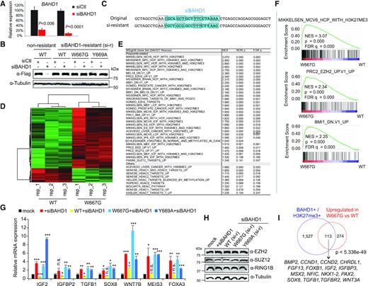 Transcriptomic profiling demonstrates an essential involvement of BAHD1BAH in BAHD1-induced gene repression in HEK293 cells. (A) RT-qPCR of endogenous BAHD1 after siRNA-mediated knockdown (KD) in HEK293 cells (n = 3 biologically independent samples). Two different sets of BAHD1 primers were used. Data are presented as mean ± SD. (B) Immunoblotting of exogenous f-BAHD1, either WT or with a mutation of BAHD1BAH (W667G or Y669A), post-transduction of the BAHD1-targeting siRNA (siBAHD1) or scramble control (siCtl). Left and right panels showed the HEK293 cell lines with stable expression of f-BAHD1 that was efficiently depleted by siBAHD1 (left) or designed to be siBAHD1-resistant (‘si-r’; right, see also panel C). (C) The BAHD1 cDNA sequence targeted by the used BAHD1-targeting siRNA (siBAHD1 as shown in blue on the top; see also lanes 2 versus 1 in panel B), and a designed siBAHD1-resistant BAHD1 form that harbors seven silent point mutations within the siBAHD1-targeting site (bottom; see also lanes 3–8 of panel B). Each box indicates a codon. (D) Heatmap showing the relative expression of differentially expressed genes (DEGs) identified in HEK293 cells with rescue of WT BAHD1, compared to its W667G mutant, followed by endogenous BAHD1 KD by siBAHD1 (n = 3 biological replicates per group). The thresholds of DEGs are adjusted P value (adj. P) < 0.01, fold-change (FC) >2.0 and transcript baseMean value >10 based on RNA-seq. Color bar, log2(FC). (E) Summary of GSEA using RNA-seq profiles of HEK293 cells that expressed an H3K27me3-binding-defective mutant of BAHD1 (W667G), compared to WT. NES, normalized enrichment score. (F) GSEA revealing that, relative to WT, the BAH mutation (W667G) of BAHD1 is positively correlated to reactivation of the indicated Polycomb gene signature associated with H3K27me3, PRC2 (EZH2) or PRC1 (BMI1). (G) RT-qPCR of the indicated BAHD1-repressed gene 48 h post-transduction of the scramble control (mock) or BAHD1-targeting siRNA (siBAHD1) into parental HEK293 cells (black and red), as well as post-transduction of siBAHD1 into HEK293 cell lines pre-rescued with exogenous siBAHD1-resistant BAHD1, either WT or BAH-mutated (W667G or Y669A). Data of three independent experiments are presented as mean ± SD after normalization to GAPDH and then to mock. n.s., not significant; *P < 0.05; **P < 0.01; ***P < 0.001. (H) Immunoblotting for Polycomb proteins (EZH2, SUZ12 and RING1B) in the indicated HEK293 cells used in the panel (G). (I) Venn diagram showing overlap between the BAHD1/H3K27me3 co-bound genes (left) and DEGs derepressed due to the BAHD1 W667G mutation, relative to WT (right), in HEK293 cells. Below lists the Polycomb target examples.