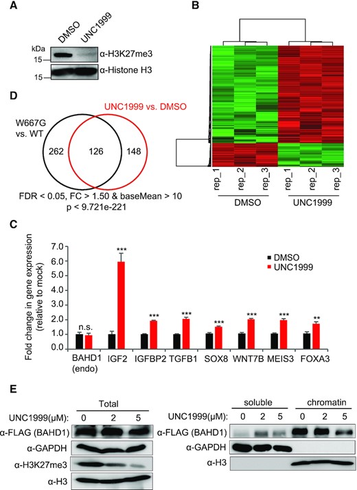 H3K27me3 and BAHD1 co-repress Polycomb target genes. (A) H3K27me3 and total H3 immunoblots using HEK293 cells post-treatment with 5 uM of DMSO or UNC1999 for three days. (B) Heatmap showing the relative expression of DEGs in HEK293 cells treated with 5 uM of UNC1999 (right) relative to DMSO (left) for three days, as revealed by RNA-seq (n = 3 biological replicates per group). (C) RT-qPCR of BAHD1 and the indicated BAHD1-repressed target gene in HEK293 cells post-treatment with 5 uM of UNC1999 versus DMSO for 3 days (n = 3 biologically independent samples). Data are presented as mean ± SD after normalization to GAPDH and then to mock-treated. n.s., not significant; ** P < 0.01; *** P < 0.001. (D) Venn diagram showing significant overlap between the DEGs upregulated due to expression of the W667G-mutated BAHD1 relative to WT (left) and those upregulated due to UNC1999 treatment relative to DMSO (right) in HEK293 cells. (E) Immunoblotting for f-BAHD1 (top) using the total extract (left) or the chromatin-bound and soluble fractions (right) of the HEK293 cells post-treatment of UNC1999, relative to DMSO. GAPDH and H3 served as the control of cell fractionation.