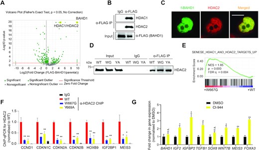 BAHD1 recruits HDACs, mediating BAHD1 target gene repression. (A) Volcano plot, based on quantitative mass spectrometry data, demonstrated the enrichment score and statistical significance of the BAHD1-interacting factors identified from FLAG pulldown of the f-BAHD1 stable expression cells, compared with that of parental HEK293 cells. The x-axis and y axis represent fold-change value (f-BAHD1/parental) and −log10 (P value) showing statistical significance, respectively. (B, C) CoIP (B) and IF (C) showing both interaction and co-localization of endogenous HDACs with f-BAHD1 in HEK293 cells. (D) CoIP for HDAC2 interaction with f-BAHD1, either WT or BAH-mutated, in HEK293 cells. WG and YA indicate W667G and Y669A of BAHD1, respectively. (E) GSEA revealing a positive correlation between the W667G mutation of BAHD1 and reactivation of the indicated HDAC target signature. (F) ChIP-qPCR for detecting HDAC2 binding to the indicated BAHD1 gene target in HEK293 cells expressing BAHD1W667G (blue) or BAHD1Y669A (yellow), compared to WT BAHD1 (red; n = 3 biological replicates). IgG (black) serves as a control of ChIP. ChIP data were first normalized to those of input and then to WT. Paired t-test was used (*P < 0.05; **P < 0.01). (G) RT-qPCR for the indicated BAHD1 target gene in HEK293 cells treated with 5uM of CI-994, relative to DMSO control, for 5 days (n = 3 biologically independent samples). RT-qPCR signals were first normalized to those of GAPDH and then to DMSO-treated samples. Paired t-test was used (n.s., P > 0.05; *P < 0.05; **P < 0.01).