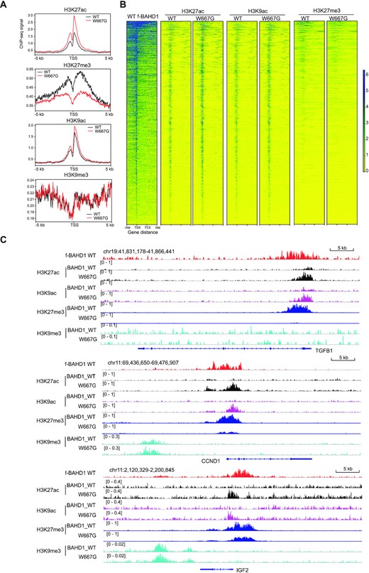 BAHD1 binding to H3K27me3 is required for maintaining histone deacetylation at Polycomb gene targets. (A, B) Averaged ChIP-seq signals (A) and heatmap (B) of H3K27ac, H3K27me3, H3K9ac and H3K9me3 over ±5 kb from TSS to TES of the BAHD1-targeted Polycomb genes in HEK293 cells with expression of either WT or W667G-mutated BAHD1. ChIP-seq reads were normalized to input and sequencing depth. TSS, transcription start site; TES, transcription end site. Color bar, log2(ChIP/Input). (C) CUT&RUN signals of WT BAHD1 (FLAG; top) and ChIP-seq profiles of H3K27ac (black), H3K9ac (purple), H3K27me3 (dark blue) and H3K9me3 (light blue) at the indicated Polycomb target in HEK293 cells with expression of either WT or W667G-mutated BAHD1.