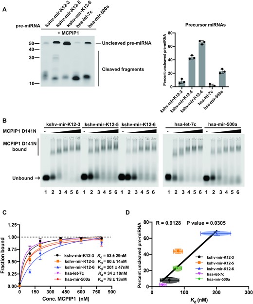 Determining the correlation of MCPIP1 cleavage efficiency and binding affinity. (A) Cleavage efficiency was evaluated by in vitro cleavage assay. Fluorescently labelled pre-miRNAs were incubated with recombinant MCPIP1, before separation on a denaturing urea gel. The percent of full-length pre-miRNAs remaining was quantified in the accompanying graph. Size markers (left) as well as full length and cleaved RNA products (right) are indicated. (B and C) Binding affinity was determined by electrophoretic mobility shift assay (EMSA). (B) Fluorescently labelled pre-miRNAs at 12 nM were incubated with recombinant MCPIP1 D141N (RNase dead mutant) at 0, 100, 200, 400, 600 and 800 nM (lanes 1- 6, respectively), before separation on a 0.8% agarose gel. The unbound RNA and MCPIP1 D141N bound RNA complexes are marked on the left. (C) The fraction of bound RNA was plotted against MCPIP1 concentration to calculate the equilibrium dissociation constant, Kd. (D) The relation between Kd and the percent of full-length pre-miRNAs were plotted. Correlation was analysed using Pearson's correlation coefficient (r) and linear regression line is overlaid. A P-value of <0.05 was considered significant. Each point represents results obtained from each pre-miRNA. All results are represented as means ± SD of data from independent experiments, N = 3.