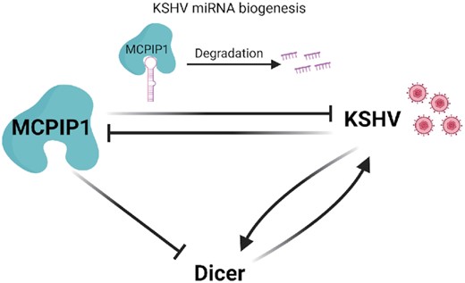 A schematic model depicting the MCPIP1 mediated inhibition of KSHV infection. Upon KSHV infection, positive miRNA biogenesis factors, Dicer expression levels are enhanced while the expression of the negative miRNA biogenesis factor, MCPIP1, is suppressed to provide favourable environment for viral miRNA biogenesis. However, the human host induces the expression of inflammatory cytokines upon infection, which upregulates MCPIP1 expression. MCPIP1 expression inhibits KSHV miRNA biogenesis by directly degrading KSHV miRNAs and by suppressing the expression of a positive miRNA biogenesis factor, Dicer. Furthermore, MCPIP1 inhibits KSHV infection by suppressing the expression of Dicer that positively regulates KSHV infection.