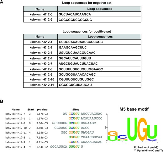 Analysis of terminal loop sequences of KSHV pre-miRNAs. (A) Loop sequences of KSHV pre-miRNAs for the negative set (less degraded by MCPIP1) and the positive set (more degraded by MCPIP1) that used in MEME program for motif discovery. (B) M5 base motif was found by the MEME program within the terminal loops of KSHV pre-miRNAs that were well degraded by MCPIP1.