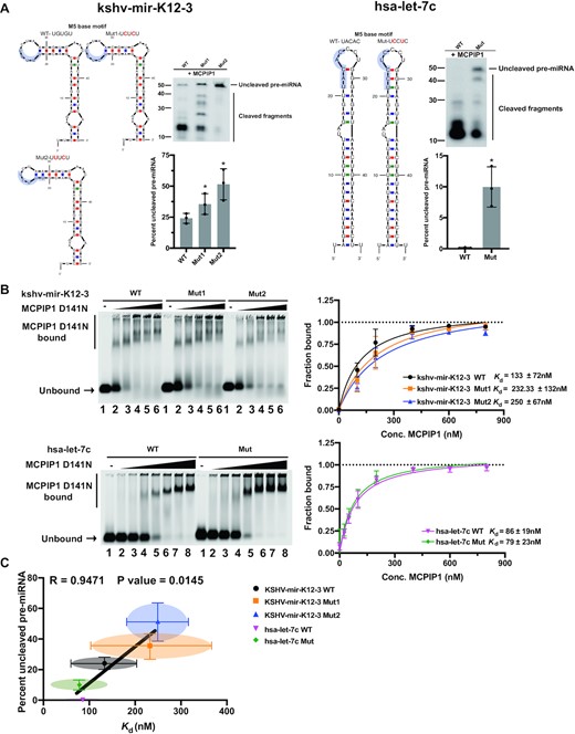 Comparison of binding properties and cleavage efficiency of wild type and M5 base motif mutant pre-miRNAs with MCPIP1. (A) Predicted secondary structure of kshv-mir-K12–3 WT and its M5 base motif mutants (left) and hsa-let-7c WT and its M5 base motif mutant (right) based on mfold structure predictions. M5 base motif is highlighted. Cleavage efficiency was evaluated by in vitro cleavage assay. Fluorescently labelled pre-miRNAs were incubated with recombinant MCPIP1, before separation on a denaturing urea gel. The percent of full-length pre-miRNAs remaining was quantified in the accompanying graph. Size markers as well as full length and cleaved RNA products are indicated. WT, wild type and mut, mutant. (B) Binding affinity was determined by EMSA. Fluorescently labelled kshv-mir-K12–3 WT and its M5 base motif mutants (up) or fluorescently labelled hsa-let-7c WT and its M5 base motif mutant (low) were incubated with recombinant MCPIP1 D141N at 0, 100, 200, 400, 600 and 800nM (lanes 1–6) or at 0, 25, 50, 100, 200, 400, 600 and 800nM (lanes 1–8) respectively, before separation on a 0.8% agarose gel. The unbound RNA and MCPIP1 D141N bound RNA complexes are marked on the left. The fraction of bound RNA was plotted against MCPIP1 concentration in nM to calculate the equilibrium dissociation constant, Kd. (C) The relation between Kd and the percent of full-length pre-miRNAs were plotted. Correlation was analysed using Pearson's correlation coefficient (r) and linear regression line is overlaid. A P-value of < 0.05 was considered significant. Each point represents results obtained from each pre-miRNA. All results are represented as means ± SD of data from independent experiments, N = 3–4.