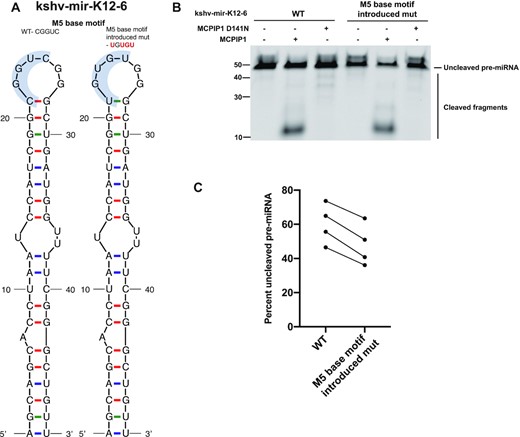 Comparison of cleavage efficiency of wild type and M5 base motif introduced mutant kshv-mir-K12–6 with MCPIP1. (A) Predicted secondary structure of kshv-mir-K12–6 WT and its M5 base motif introduced mutant based on mfold structure predictions. (B) Cleavage efficiency was evaluated by in vitro cleavage assay. Fluorescently labelled kshv-mir-K12–6 and its mutant were incubated with recombinant WT MCPIP1 or MCPIP1 D141N, before electrophoresis on a denaturing urea gel. Size markers as well as full length and cleaved RNA products are indicated. (C) Each replicate of full-length pre-miRNAs remaining following MCPIP1 treatment was quantified in the graph, corresponding to lanes 2 and 5 in panel (B).