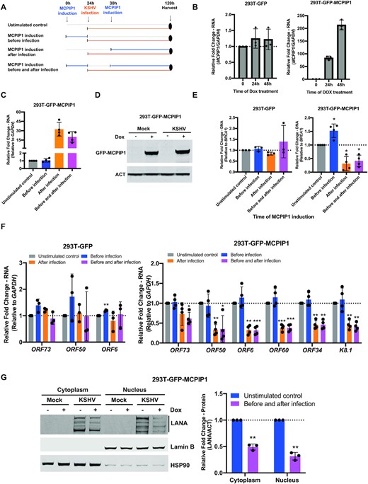 MCPIP1 overexpression inhibits de novo KSHV infection. (A) Schematic of KSHV infection timeline following MCPIP1 overexpression. 293T-GFP and 293T-GFP-MCPIP1 cells were stimulated with 10 ng/ml doxycycline (DOX) or DMSO (unstimulated control) for 24 h prior to KSHV infection (before infection), 6h post infection (after infection), or both prior to and following infection (before and after infection). At 96h post KSHV infection, MCPIP1 expression (C and D), viral genome copies (E), and viral gene expression (F and G) were analysed. (B) 293T-GFP and 293T-GFP-MCPIP1 cells were exposed to 10 ng/ml DOX for 0, 24h, and 48h. The levels of MCPIP1 transcripts were analysed by qPCR. Results are shown relative to GAPDH and normalized to DMSO treated control. (C) Levels of MCPIP1 transcripts was analysed by qPCR. Results are shown relative to GAPDH and normalized to unstimulated control. (D and G) MCPIP1 was induced before and after infection followed by KSHV infection in 293T-GFP-MCPIP1 cells. (D) Levels of MCPIP1 protein were analysed. β-actin (ACT) was used as a loading control. (E) Viral genome copies were measured by qPCR using primers specific to the KSHV ORF73(LANA) gene. Results are shown relative to BRCA1 and normalized to unstimulated control (F) Levels of ORF73(LANA), ORF50(RTA), ORF6, ORF60, ORF34 and K8.1 transcripts were analysed by qPCR. Results are shown relative to GAPDH and normalized to unstimulated control (G) Level of LANA protein was measured by immunoblot in nuclear and cytoplasm extracts from cells. Nuclear and cytoplasmic fractions were determined by Lamin B (nuclear marker) and HSP90 (cytoplasmic marker). All results are represented standard error of the mean from independent experiments, N = 3–4 and statistical analysis was done with a Student's t test. *P < 0.05, **P < 0.01, ***P < 0.001.