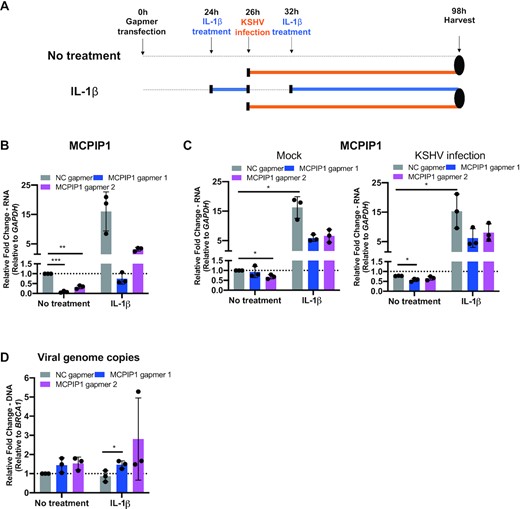 MCPIP1 knockdown enhances viral genome accumulation. (A) Schematic of timeline of KSHV infection in HUVEC following MCPIP1 knockdown. HUVECs were stimulated with IL-1β for 2 h following transfection with negative control Locked Nucleic Acid (LNA) gapmer or LNA gapmers targeting MCPIP1 for repression, subsequently the cells were infected by KSHV. At 6 h post infection, IL-1β was treated until samples were collected. At 72 h post infection, cells were harvested. (B) At 26 h post-transfection, efficiency of MCPIP1 knockdown in HUVECs was determined by qPCR. Results are shown relative to GAPDH and normalized to negative gapmer control (C) At 98 h post transfection, MCPIP1 expression was analysed by qPCR. Results are shown relative to GAPDH and normalized to negative gapmer control (D) Viral genome copies were measured by qPCR using primers specific to the ORF73(LANA). Results are shown relative to BRCA1 and normalized to negative gapmer control. All results are represented standard error of the mean from independent experiments, N = 3 and statistical analysis was done with a Student's t test. *P < 0.05, **P < 0.01, ***P < 0.001.