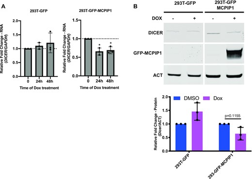 Examination of Dicer expression following MCPIP1 overexpression. 293T-GFP and 293T-GFP-MCPIP1 cells were exposed to 10 ng/ml DOX for 0, 24 and 48 h (A) or for 48 h (B). (A) The levels of Dicer1 transcripts were measured by qPCR. Results are shown relative to GAPDH and normalized to DMSO treated control. (B) Levels of Dicer and GFP-MCPIP1 protein were examined by immunoblot. Results are shown relative to actin and normalized to unstimulated control. All results are represented as means ± SD of data from independent experiments, N = 3 and statistical analysis was done with a Student's t test. *P < 0.05.