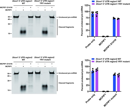 Cleavage efficiency of Dicer1 3′ UTR regions was evaluated by in vitro cleavage assays. Fluorescently labelled Dicer1 3′ UTR fragment RNAs were incubated with recombinant MCPIP1 or MCPIP1 D141N, before electrophoresis on a denaturing urea gel. The percent of full-length RNAs remaining for Dicer1 3′ UTR region1 and its YRY mutant (up) and Dicer1 3′ UTR region2 and its YRY mutant were quantified in the accompanying graph. Size markers(left) as well as full length and cleaved RNA products are indicated. All results are represented as means ± SD of data from independent experiments, N = 3.