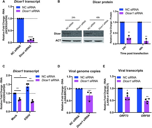 Dicer1 knockdown inhibits de novo KSHV infection. (A and B) Efficiency of Dicer1 knockdown in HUVECs was determined at 24 h post-transfection by qPCR (A), and at 24 and 48 h post-transfection by western blot (B). Results are shown relative to GAPDH (A) or β-actin (ACT) (B) and normalized to negative siRNA control. (C, D, and E) HUVECs were transfected with negative control siRNA and Dicer1 siRNA and 24 h later, cells were infected with BAC16 virus. At 3 days post infection, cells were harvested. (C) Levels of Dicer1 transcripts were analysed by qPCR. Results are shown relative to GAPDH and normalized to negative siRNA control. (D) Viral genome copies were measured by qPCR using primers specific to the ORF73(LANA) gene. Results are shown relative to BRCA1 and normalized to negative control siRNA. (E) Levels of ORF73(LANA) and ORF50(RTA) transcripts were analysed by qPCR. Results are shown relative to β-actin (ACT) and normalized to negative control siRNA. All results are represented as means ± SD of data from independent experiments, N = 3 and statistical analysis was done with a Student's t test. *P < 0.05, **P < 0.01, ***P < 0.001, ****P < 0.001.