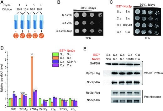 Defects in C.a-ES7L could be suppressed by noc2 mutation. (A) Schematic workflow to isolate suppressor strains of C.a-25S. (B) Growth analysis of the suppressor strains of C.a-25S. C.a-25S-Sup denoted the suppressor strains of C.a-25S. (C) Both noc2 mutant and C.a NOC2 rescue the growth defect in C.a-ES7L. ‘S.c’ denoted the corresponding component was derived from S. cerevisiae; ‘C.a’ denoted the corresponding component was derived from C. albicans; ‘K384R’denoted the Noc2 K384R mutant. (D) Relative levels of key pre-rRNA intermediates in the 25S rRNA biogenesis pathway between S.c-25S and the strains with or without ES7L and Noc2p engineered. ‘S.c’ denoted the corresponding component was derived from S. cerevisiae; ‘C.a’ denoted the corresponding component was derived from C. albicans; ‘K384R’ denoted the Noc2 K384R mutant; Levels of the pre-rRNA intermediates in S.c-25S were set as 1.0. Error bars represent the standard deviation of three replicate reactions (t-test, *P < 0.05, **P< 0.01, ***P< 0.001). (E) Western blot analysis of HA-tagged Noc2p in the whole cell extracts or in the pre-ribosomes purified by Flag-tagged Rpf2p. ‘Non’ denoted extracts from the strains with un-tagged Rpf2p and Noc2p, which was used to verify the specificity of antibodies. ‘GAPDH’ was used as a loading control.