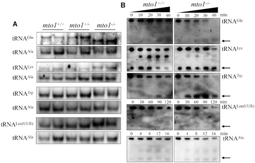 Analysis of mitochondrial tRNA conformation. (A) Northern blot analysis of tRNAs under native condition. Five micrograms of total RNAs from mutant and WT zebrafish were electrophoresed through a native polyacrylamide gel, electroblotted and hybridized with the DIG-labeled oligonucleotide probes as tRNAGln, tRNATrp, tRNALeu(UUR), tRNALys and tRNAAla, respectively. (B) S1 digestion patterns of tRNAGln, tRNATrp, tRNALeu(UUR), tRNALys and tRNAAla. Two micrograms of RNAs from mto1−/− and WT zebrafish were used for the S1 cleavage reaction at various lengths (from 0 to 120 min). Cleavage products of tRNAs were resolved in 10% denaturating PAGE gels with 8 M urea, electroblotted and hybridized with 3′ end DIG-labeled oligonucleotide probes specific for tRNAGln, tRNATrp, tRNALeu(UUR), tRNALys and tRNAAla, respectively. Arrows denoted the 30–40 nt regions showing 3′ tRNA half.
