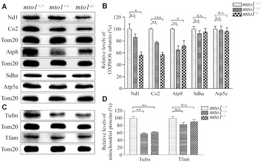 Western blotting analysis of mitochondrial proteins. (A, C) Twenty micrograms of total proteins from mutant and WT zebrafish were electrophoresed through a denaturing polyacrylamide gel, electroblotted and hybridized with antibodies for 5 subunits of OXPHOS (mitochondrion-encoding Nd1, Co2 and Atp8 and nucleus-encoding Sdha and Atp5a), Tufm, Tfam and Tom20 as a loading control. Quantification of levels of OXPHOS subunits (B) and other mitochondrial proteins (D). Average contents of Nd1, Co2, Atp8, Atp5a, Sdha, Tufm and Tfam were normalized to the average content of Tom20 in mutant and WT zebrafish. The values for the mutant zebrafish are expressed as percentages of the average values for the WT zebrafish. The calculations were based on three independent determinations. Graph details and symbols are explained in the legend to Figure 2.
