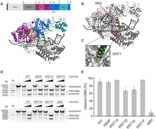 Structural organization of Francisella novicida Cas12a (FnCas12a) and influence of bridge helix mutations on Cas12a cleavage activity. (A) Domain organization and structure of FnCas12a in complex with crRNA (orange) and a double-stranded target DNA (black) (PDB: 6I1K). The bridge helix (BH) is highlighted in green. (B) Structure of Cas12a with residues I960 and W971 highlighted in red and the BH shown in green. (C) Close-up of the anchoring of W971 at the end of the bridge helix in a hydrophobic pocket in the REC2 domain. (D) Plasmid cleavage assay using WT Cas12a and Cas12a BH variants with increasing concentrations of Cas12a (5 and 37.5 nM), crRNA (5 and 37.5 nM) and target DNA at 5 nM. The reaction was incubated at 37°C for 1 h. The linearized target DNA plasmid (7300 bp) is cleaved into two products (4400 and 2900 bp). M, 1 kb plus DNA ladder; –, linearized target DNA without protein and crRNA. (E) Quantification of cleavage efficiency for the WT and Cas12a variants for reactions containing 37.5 nM protein and crRNA. Shown is the average, error bars show the standard deviation of three independent assays.