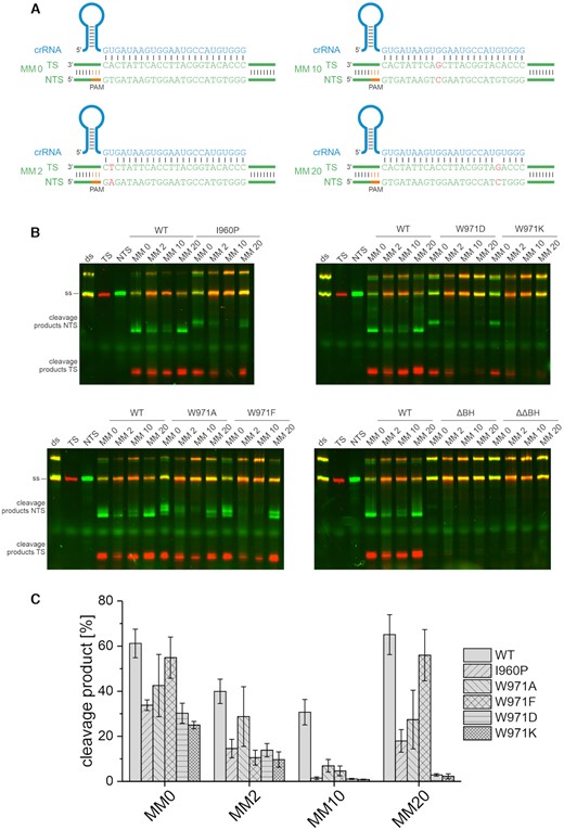 DNA cleavage specificity of Cas12a variants at mismatched substrates. (A) The short target DNA (58 nt) is doubly labeled with a Cy3 label (green) at the non-target strand (NTS) and a Cy5 label (red) at the target strand (TS). In addition to the fully complementary substrate (MM 0), substrates that carry a single mismatch at position 2 (MM 2), 10 (MM 10) or 20 (MM 20) were used. (B) Cleavage assay of WT Cas12a and Cas12a bridge helix variants using a 7.5-fold excess of protein and crRNA (75 nM) relative to the target DNA (10 nM). The reaction was incubated at 37°C for 1 h. (C) Quantification of cleavage efficiency of the NTS for the WT and Cas12a variants using fully complementary and mismatched substrates. Shown is the average, error bars show the standard deviation of three independent assays. While a substrate mismatched at position 10 is still cleaved by WT Cas12a, the BH variants do not cleave this substrate. BH variants W971D/K additionally do not cleave a substrate with a mismatch at position 20.