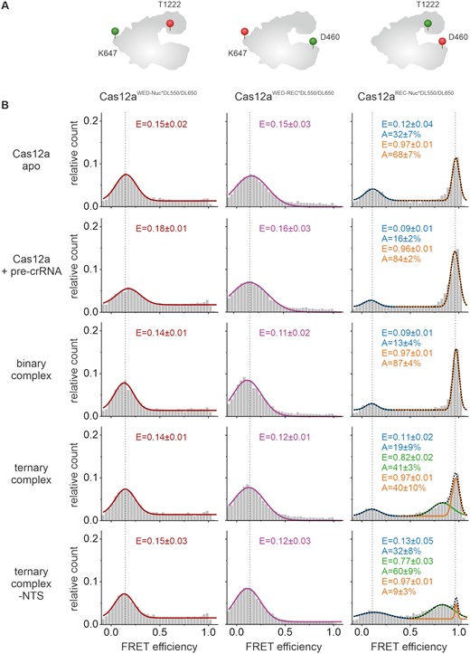 Förster resonance energy transfer (FRET) measurements reveal conformational states of Cas12a. Single-molecule FRET measurements using doubly labeled Cas12a variants were performed on freely diffusing molecules. (A) Schematic model of Cas12a showing the labeling positions at D470 (REC domain), K647 (WED domain), and T1222 (Nuc domain). (B) FRET efficiency distributions for the Cas12a apo enzyme, the Cas12a with pre-crRNA (1 nM), the binary complex (1 nM crRNA), the ternary complex (1 nM crRNA, 1 nM target DNA), and the ternary complex without NTS (1 nM crRNA, 1 nM TS DNA). Cas12aWED-Nuc*DL550/DL650 and Cas12aWED-REC*DL550/DL650 display one single FRET population for the apo, RNA- and RNA-and-DNA-bound state at a FRET efficiency of 0.15 ± 0.01 and 0.13 ± 0.02, respectively. Cas12aREC-Nuc*DL550/DL650 shows two FRET populations for the apo complex and the RNA-bound state at E1 = 0.12 ± 0.04 and 0.09 ± 0.01 and E2 = 0.97 ± 0.01 or 0.96 ± 0.01 with the high FRET population increasing with the addition of RNA. In the ternary complex, Cas12aREC-Nuc*DL550/DL650 shows three FRET populations with an additional population at 0.82 ± 0.02 FRET efficiency. Histograms show the data of three independent measurements. The histograms were fitted with a single, double or triple Gaussian function and the mean FRET efficiencies (E) and the percentage distribution of the populations (A) are given with standard errors in the histograms. Measurements were performed in triplicates (see also Supplementary Figure S18A).