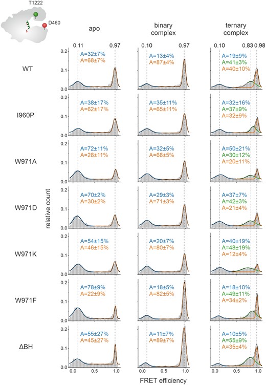 Förster resonance energy transfer (FRET) measurements reveal conformational states of Cas12a bridge helix variants. Single-molecule FRET measurements on freely diffusing molecules were performed using the doubly labeled Cas12aREC-Nuc*DL550/DL650 variant that carried additional mutations in the bridge helix. FRET efficiency distributions for the apo enzyme, the binary complex (1 nM crRNA), and the ternary complex (1 nM crRNA, 1 nM target DNA) are shown. The apo histograms exhibits two FRET populations corresponding to an open and closed state of Cas12a, respectively. The addition of crRNA leads to an increase of the high FRET population in the binary complex. Addition of crRNA and target DNA give rise to a third population (semi-closed conformation). The histograms were fitted with a double or triple Gaussian function and the averaged mean FRET efficiencies (E) and the percentage distribution of the populations (A) are given with SEs in the histograms. Measurements were performed in triplicates (see also Supplementary Figure S18B). FRET efficiencies for the single protein variants are listed in Supplementary table S2.