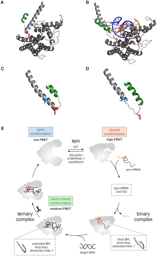 Impact of the bridge helix on the conformational flexibility and catalytic activity of Cas12a. (A) and (B) Comparison of the structural rearrangement of the BH and helix 1 relative to the REC domain upon transition from the binary to ternary complex. (A) The structural elements in the binary (PDB: 5NG6) and (B) in the ternary (PDB: 6I1K) FnCas12a complex. The structures were aligned relative to the REC domain as reference point. For clarity, only the bridge helix (BH, green), helix 1 and the REC domain (dark grey) are shown. Tryptophan 971 is highlighted in red and lysine 978 in blue. (C and D) Comparison of the length of BH, helix 1 and connecting linker in the (C) binary (PDB: 5NG6) and (D) ternary complex (PDB: 6I1K). Tryptophan 971 is highlighted in red and lysine 978 in blue. (E) In the apo state, FnCas12a can adopt two conformations: a closed (high FRET population) and an open state (low FRET population). Binding of (pre-)crRNA induces the closure of the enzyme. In order to bind a single-stranded or double-stranded target DNA, Cas12a re-opens again giving rise to a medium FRET population in single-molecule FRET measurements. The bridge helix (BH, in green) is a central structural element in Cas12a that connects the REC and Nuc lobe with the tethering residue tryptophan 971 (shown in red) that anchors the BH in a hydrophobic pocket in the REC lobe. The length of the BH (green), the adjacent helix 1 (gray) and the interconnecting linker (black) as well as the position of W971 re-adjust upon transition from the binary to the ternary complex (see insets). Mutations in the BH or replacement of W971 affect trimming activity of Cas12a and influence the equilibrium between open and closed state of Cas12a.
