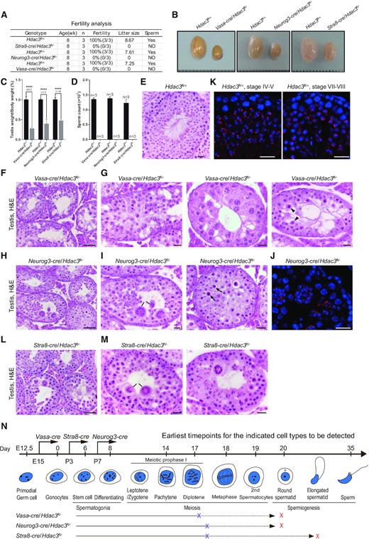 Hdac3-deficiency causes male sterility and germ cell arrest at the late stages of prophase I and early RS stage. (A) Fertility data collected from adult Vasa-cre, Neurog3-cre, and Stra8-cre/Hdac3fl/– mice. n = 3 for each genotype. (B) Representative images of testes from adult Vasa-cre, Neurog3-cre, and Stra8-cre/Hdac3fl/– mice and their age-matched wild-types. (C) Testes weights were dramatically reduced in Vasa-cre, Neurog3-cre, and Stra8-cre/Hdac3fl/– mice at 8-week-old. Data presented is the ratio of testes weight and body weight (n = 3, *** P < 0.001, Student's t test). (D) Comparison of epididymal sperm counts between adult Vasa-cre, Neurog3-cre and Stra8-cre/Hdac3fl/– mice and their age-matched wild types. n = 3 for each genotype. *** P < 0.001, Student's t test. (E–I, L–M) Hematoxylin and eosin staining of testes from adult wild type (E), Vasa-cre/Hdac3fl/– (F, G), Neurog3-cre/Hdac3fl/– (H, I) and Stra8-cre/Hdac3fl/– (L, M). Arrowheads in (G) point to metaphase cells with apoptosis in stage XII tubules of Vasa-cre/Hdac3fl/–. Black lines in Figure 2I and M point to multinucleated cell clusters of round spermatids. Arrows in Figure 2I indicate apoptotic cells during the transition from metaphase cells into secondary spermatocytes in stage XII tubules of Neurog3-cre/Hdac3fl/–. (J, K) Immunofluorescent staining of PNA on testis sections from wild type (K) and Neurog3-cre/Hdac3fl/– (J). PNA is the acrosome marker, and acrosome formation at developmental step 4 and step 8 was showed in wild-type (K), but acrosome beyond step 2–3 was completely absent in Neurog3-cre/Hdac3fl/– males (J). Scale bars, 20 μm. (N) A diagram representing arrested stages of germ cell development in Vasa-cre, Neurog3-cre and Stra8-cre/Hdac3fl/– mice. Blue and red crosses on lines indicate the earliest and ultimate time point of spermatogenic arrest, respectively.