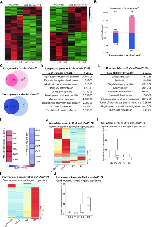 HDAC3 regulates transcriptomic programming during the meiotic-to-postmeiotic transition in the male germline. (A) Heatmap of RNA-seq data showing differentially expressed genes (DEGs) in PS (left) and RS (right) from wild-type and Stra8-cre/Hdac3fl/– testes. PS and RS were isolated from adult Hdac3fl/+ (n = 6) and Stra8-cre/Hdac3fl/– (n = 10) for each set. Experiments were performed in biological triplicates. (B) The number of DEGs (P < 0.01, fold change > 1.5). (C) Venn diagram showing the overlap among the upregulated transcripts (up) and down-regulated transcripts (bottom) in Stra8-cre/Hdac3fl/– cells compared to WT at both PS and RS stages. (D, E) The top 10 most enriched GO biological processes based on their P-values for upregulated genes and downregulated genes in Stra8-cre/Hdac3fl/– PS were shown. (F) Heat map depicting upregulated genes and downregulated genes identified in Gene Ontology analysis. (G, I) Upregulated genes or downregulated genes in Stra8-cre/Hdac3fl/– PS were used to produce a heatmap depicting their expression profile in stage-specific spermatogenic cells. SG/Somatic: spermatogonial and somatic cells, LZ-SC: leptotene/zygotene spermatocytes. (H, J) Average expression levels of upregulated genes or downregulated genes in Stra8-cre/Hdac3fl/– PS across stage-specific spermatogenic cells.