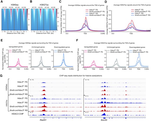 Histone acetylation and gene expression uncoupled at PS and RS stages. (A) Heat map of H3K9ac binding signal in wild type and Stra8-cre/Hdac3fl/- from –5 to +5 kb surrounding the TSS of genes at the pachytene spermatocyte and round spermatid stage. ChIP-seq with antibody against H3K9ac was performed in pachytene spermatocytes (PS) and round spermatids (RS) isolated from adult wild type and Stra8-cre/Hdac3fl/–. (B) Heat map of H3K27ac binding signal in wild type and Stra8-cre/Hdac3fl/- from –5 to +5 kb surrounding the TSS of genes. ChIP-seq with antibody against H3K27ac was performed in pachytene spermatocytes (PS) and round spermatids (RS) isolated from adult wild type and Stra8-cre/Hdac3fl/–. (C, D) Average H3K9ac (C) or H3K27ac (D) ChIP signals of Stra8-cre/Hdac3fl/– PS and RS versus wild-type PS and RS within –5 kb/+5 kb of TSS. CPM, counts per million. (E, F) Average H3K9ac or H3K27ac profiles at upregulated (red), unchanged (gray) and downregulated (blue) genes in Stra8-cre/Hdac3fl/– versus their wild-types at PS stage. CPM, counts per million. (G) Genome browser tracks depicting reads accumulation of H3K9ac and H3K27ac on representative meiotic gene Rad51 and postmeiotic haploid gene Sox30 in WT and Stra8-cre/Hdac3fl/– at PS and RS stages. Y axis scales in brackets represent reads per million.