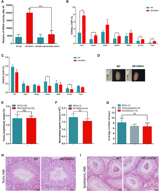 HDAC3 regulates spermatogenesis through deacetylase-independent mechanisms. (A) Testes tissue lysates were immunoprecipitated with either HDAC3 or IgG antibodies, and subjected to HDAC assay. n = 3. (B) The mouse testes from wild type and NS-DADm at postnatal day 20 were subjected to ChIP with H3K9ac antibodies, followed by qPCR analysis at the indicated sites. n = 4 for each genotype. * P < 0.05, ** P < 0.01, Student's t test. (C) ChIP-qPCR analysis of HDAC3 recruitment at the previously-determined sites in wild type and NS-DADm mice at postnatal day 20. n = 4 for each genotype. * P < 0.05, Student's t test. (D) Testis size from 8-week-old wild-type (WT) and NS-DADm. (E) The ratio of testis weight to body weight in WT and NS-DADm. NS, not significant. Wild type, n = 9; NS-DADm, n = 6. (F) The sperm counts obtained from epididymides of 8-week-old wild-type and NS-DADm. Wild type, n = 5; NS-DADm, n = 6. (G) Fertility analysis for adult wild-type, heterozygote, and NS-DAD mutant males. n = 5 for WT; n = 6 for heterozygous; n = 15 for NS-DAD mutants. (H) Hematoxylin and eosin-stained testis sections from 8-week-old wild-type and NS-DADm showed a full spectrum of spermatogenic cells. Scale bar, 20 μm. (I) H&E staining of cauda epididymis from adult wild-type and NS-DADm. Scale bar, 20 μm.