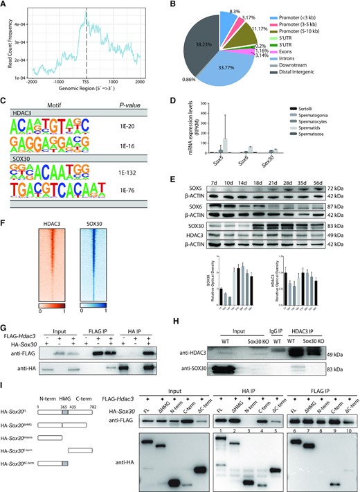 HDAC3 and SOX30 co-localize on the genome in testes. (A) Normalized HDAC3 ChIP-seq reads on UCSC mm10 RefSeq gene bodies. (B) Annotations of HDAC3 ChIP-seq peaks in wild-type testes at P20. (C) Top enriched motifs in the binding sites for HDAC3 and SOX30 using Homer. Sequences within ± 200 bp from the centers of all the binding sites were used for de novo motif analysis. (D) mRNA transcripts levels of Sox members across stage-specific spermatogenic cells were assessed by RNA-seq (14). (E) Western blot analysis for the protein levels of SOX5, SOX6, SOX30, and HDAC3 during spermatogenesis. The image is a representation of two independent experiments with similar results. The corresponding optical density readings for biological duplicates are shown. (F) Heat map depicting HDAC3 and SOX30 co-localization at many binding sites. (G) FLAG-Hdac3 and/or HA-Sox30 expression constructs were transfected in HEK 293T cells and subjected to immunoprecipitation analysis. (H) Testes protein lysates were immunoprecipitated either with HDAC3 or normal IgG antibodies followed by immunoblot analysis. Protein lysates were prepared from wild type and Sox30 KO at postnatal day 20. (I) HA-tagged SOX30 mutants with deleted fragments were coexpressed with FLAG-HDAC3 in HEK 293T cells. Lysates were immunoprecipitated with anti-FLAG antibodies, and the immunoprecipitated protein complex was examined for HA (SOX30).