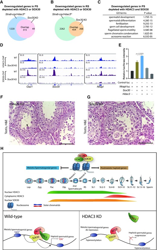 HDAC3 functions as a SOX30 coactivator in testes. (A) 315 genes out of 364 downregulated genes upon Sox30 KO were also downregulated in Stra8-cre/Hdac3fl/– at the pachytene spermatocyte stage. (B) Among 722 downregulated genes in Sox30 KO at RS stage, 454 genes were also downregulated in Stra8-cre/Hdac3fl/–. (C) Gene ontology analysis of the co-target genes downregulated in both Sox30 KO and Stra8-cre/Hdac3fl/- at PS stage. (D) Genome browser tracks showing HDAC3 ChIP-seq and SOX30 ChIP-seq in wild-type and Sox30 KO testes at P20-P21. (E) Luciferase reporter assay showing HDAC3 co-activates the SOX30 transcriptional activity on the Nkapl promoter. (F, G) H&E staining of testes from Sox30 KO mice at 8-week-old. Arrowheads indicate multinucleated cells, and arrows point to aberrant metaphase cells. (H) Summary model for the regulatory roles of SOX30/HDAC3 signaling during meiotic exit.