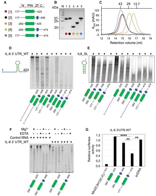 Purification and RNase activity of MmZC3H12C proteins. (A) Domain architecture of designed and purified MmZC3H12C protein constructs. The constructs primarily harboring the N-motif, PIN domain (green), CCCH ZnF (blue) and C-motif were designed based on the domain and motif annotation as given at the top. A color and number code for each construct is shown on the left. (B) A 15% SDS-PAGE showing purified MmZC3H12C constructs with construct numbers at the top. The pre-stained protein ladder (M) was used as molecular weight marker, with relevant bands labeled with their approximate molecular weight. (C) Superdex S75 size exclusion chromatograms (SEC) of the purified proteins demonstrating monomeric state in solution. All chromatograms are color-coded, and molecular weight standards are shown at the top. (D, E) Denaturing PAGE analyzing RNase activity of different purified ZC3H12C variants against IL-6 3′UTR RNA oligonucleotide (403 nt) and conserved stem-loop (SL) RNA oligonucleotide (18 nt), respectively. All recombinant proteins displayed high catalytic activity and degraded the substrate RNA into smaller oligonucleotides. The PIN domain (green) exhibits enhanced RNase activity together with the ZFD (blue), suggesting cooperative RNA binding by both PIN and ZFD. The ZC3H12C-D271N mutants (marked with red bar in the PIN domain) exhibit either no in vitro RNase activity or a reduced, residual activity in the case of PIN-Zf260–458. (F) 6% Urea-PAGE demonstrating the dependence on Mg2+ ions of the ZC3H12C in vitro RNase activity. Both protein fragments catalyzed cleavage of the RNA substrate in presence of Mg2+ (in the reaction buffer) but not in presence of EDTA. Proteins purified in buffers without Mg2+ (red minus sign) also show RNase activity likely due to Mg2+ ions captured in the PIN core during protein expression. The control RNA (firefly luciferase mRNA) is also degraded by ZC3H12C, demonstrating a non-specific RNase activity in vitro. (G) Luciferase reporter assay demonstrating the activity of MmZC3H12C against the IL-6 3′UTR. MmZC3H12C-FL protein (aa 1–903) displays high catalytic activity. The N-PIN-Zf-C (aa 177–474) element of ZC3H12C, but not the PIN (aa 260–425) or PIN-Zf (aa 260–458) constructs degrade the RNA, which implicates the involvement of unstructured N (aa 177–260) or C (aa 458–474) motifs in RNA targeting. The data are presented as mean ± SD (n = 3). **P < 0.01; ****P < 0.0001 (two-tailed Student's t-test).