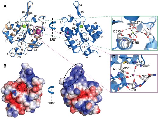 Crystal structures of the MmZC3H12C PIN/RNase domain. (A) Cartoon representation of the MmZC3H12C N-PIN (blue) structure superimposed onto the PIN-Zf (wheat) structure in front and back orientations. Both structures are virtually identical with a typical Rossmann-like α/β/α sandwich fold. The structure models only show the PIN domains, as electron density for N-motif and ZFD was not observed. A Mg2+ ion (green sphere) is trapped in the catalytic site, and a Na+ ion (magenta sphere) is bound with the main chain. (B) The electrostatic surface potential of PIN shown in two orientations as in the cartoon representation. The PIN domain has a polar surface and exhibits a negatively charged catalytic core and a positively charged region (corresponding to β4/β5) (both highlighted) involved in Mg2+ ion and RNA binding. The electrostatic surface potential is displayed in a range from –5 (red) to +5 kT/e (blue). Molecular interactions involving (C) the Mg2+ and (D) the Na+ ion with the PIN domain. Mg2+ is coordinated between four catalytic aspartate residues (D271, D355, D356, D374) with only one direct contact to D356 and bridging water molecules forming a canonical octahedral geometry, while the Na+ ion is stabilized between α1and α2 by five hydrogen bonds with main chain carbonyl oxygens of the residues shown in the figure.