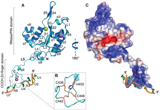 Crystal structure of MmZC3H12C-RNA complex. (A) Cartoon representation of PIN-Zf-r(UUAUUAU) complex structure (cyan) superimposed with the Mg2+ (green sphere) bound apo N-PIN structure (blue). The PIN domain adopts a Rossmann-like α/β/α sandwich fold and is linked with the CCCH ZnF-RNA complex via linker L5. The RNA oligonucleotide is cleaved at rU5, presumably due to the residual RNase activity of the crystallized protein (see Figure 1E). The ZnF is complete with a bound Zn2+ ion (gray sphere), which is (B) coordinated between the Cys436, Cys442, Cys448 and His452 residues from the ZFD. (C) The electrostatic surface of PIN-Zf oriented at 180° to the cartoon view. The PIN domain is polar and exhibits a positively charged patch close to the catalytic Mg2+ ion. A positively charged deep groove is visible across the ZFD surface, which is involved in stacking interactions with RNA. The electrostatic surface potential is displayed with a range from –5 (red) to +5 kT/e (blue).