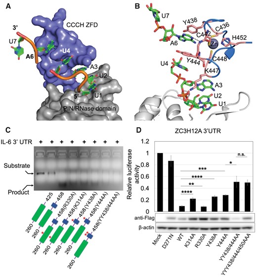 ZC3H12C PIN-CCCH ZnF mediated RNA interaction. (A) Surface representation of the PIN-ZFD fragment demonstrating the interactions with the RNA heptanucleotide (shown as cartoon) in mode-I. The rU1 nucleotide is docked onto the PIN domain (gray), while rU4 and rA6 are stacked into a hydrophobic pocket on the ZnF surface. The rA3 base is docked under the surface-exposed K447 side chain from the ZFD. (B) Molecular interactions between RNA and ZnF showing that the U4 and A6 bases (green sticks) are stabilized via base stacking against the conserved Y444, Y438 and Y444 (orange) residues. (C) Denaturing agarose gel showing the effect of different point mutations on RNA degradation by ZC3H12C. PIN domain mutants R330A, K314A and, ZFD Y438A, Y444A and YY/AA double mutant exhibit less product formation as compared to WT PIN-Zf(260–458) demonstrating reduced RNase activity due to defects in RNA recognition. The PIN and ZFD are shown in green and blue respectively, with the mutations labeled in the domain diagrams. (D) Luciferase reporter assay demonstrating the RNase activity of the MmZC3H12C_FL mutants against ZC3H12A 3′UTR. Both Tyr438 and Tyr444 mutants show significantly reduced RNase activity compared to WT. Lys314 and Arg330, also show significantly reduced RNase activity when mutated, confirming their involvement in RNA binding in vivo. The Western blot of the cell lysate used in the luciferase assay shows the expression level of different ZC3H12C mutants. The expression level of mutant proteins was generally higher than that of native ZC3H12C. The luciferase data are presented as mean ± SD (n = 3). *P < 0.05; **P < 0.01; ***P < 0.001; ****P < 0.0001 (two-tailed Student's t-test). n.s., not significant.