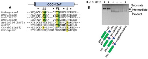 (A) Comparative sequence alignment of the CCCH ZnF of ZC3H12/Regnase members with other characterized CCCH type ZnFs (Tis11d, TTP, Nab2 and Roquin1). The CCCH ZnF in all four ZC3H12 family members is highly conserved and exhibits two tyrosine residues (highlighted in yellow) involved in RNA base stacking. Two glycine residues (green) are also conserved in ZC3H12 family proteins, facilitating a sharp backbone bend, and only Tis11d family members contain one such glycine residue. Conserved RNA-interacting aromatic residues in other CCCH ZnFs are also highlighted in yellow. (B) Denaturing agarose gel showing the effect of glycine mutations on IL-6–3′UTR degradation by ZC3H12C. These glycines adopt a unique backbone conformation, and the G439A, G445A and GG/AA double mutants (shown at the gel bottom) exhibit significantly reduced RNase activity as compared to WT PIN-Zf(260–458) and form less product RNA, resulting from a crippled ZFD. The PIN and ZFD are shown in green and blue color respectively, with glycine mutations also shown in the domain diagrams.
