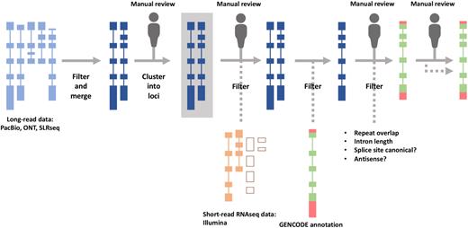 Schematic of the TAGENE workflow to add long transcriptomic data to GENCODE annotation. Points in the workflow where manual review is applied are indicated.
