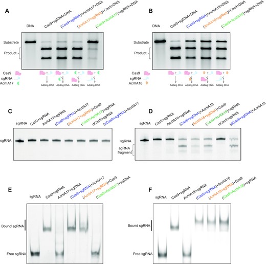 Biochemical and functional characterizations of AcrIIA17 and AcrIIA18. (A, B) In vitro DNA cleavage assay of Cas9 in the presence of AcrIIA17 (A) or AcrIIA18 (B). The assay was performed with different orders of addition as described in the schematic (lower inset). The pre-incubated components are shown in parentheses. These gels are representative of three replicate experiments. (C, D) A TBE-urea denaturing gel showing AcrIIA17- (C) or AcrIIA18-mediated (D) cleavage of sgRNA. The assay was performed with different orders of addition. dCas9: dead mutant Cas9. These gels are representative of three replicate experiments. (E, F) The gel electrophoresis mobility shift assay (EMSA) on sgRNA in the presence of AcrIIA17 (E) or AcrIIA18 (F). The assay was performed with different orders of addition. These gels are representative of three replicate experiments.