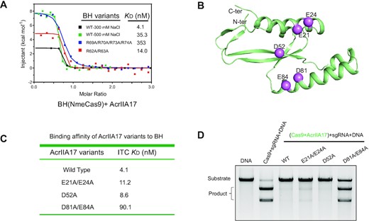 AcrIIA17 binds to the BH domain. (A) ITC measurements of AcrIIA17 and BH-REC1 of NmeCas9. Both wild-type (WT) and variants of BH-REC1 were examined. All the experiments are carried out in the presence of 300 mM salt unless otherwise indicated. (B) The predicted model of AcrIIA17 using AlphaFold2. The residues selected for mutagenesis are shown in sphere representations. (C) Quantification of the binding affinity between indicated AcrIIA17 variants and BH-REC1 fragment of NmeCas9 by ITC. (D) In vitro DNA cleavage assay in the presence of the wild-type or mutated AcrIIA17. This gel is representative of three replicate experiments.